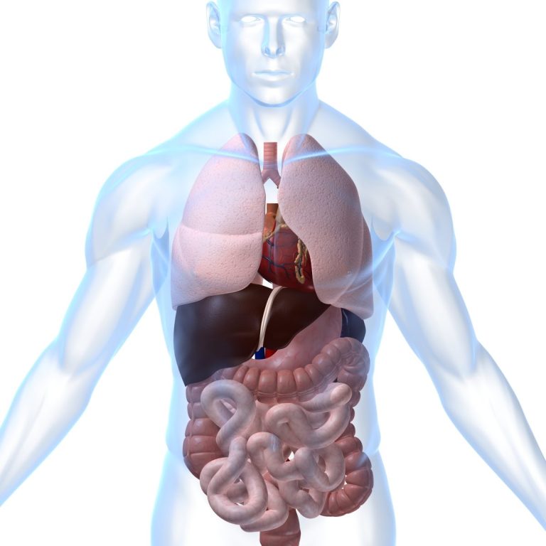 Darstellung des menschlichen Körpers mit sichtbaren Organen und Systemen.